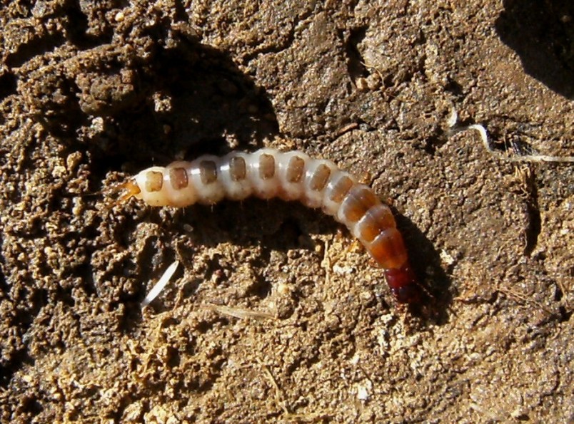 Larva di Silphidae? No, Carabus depressus